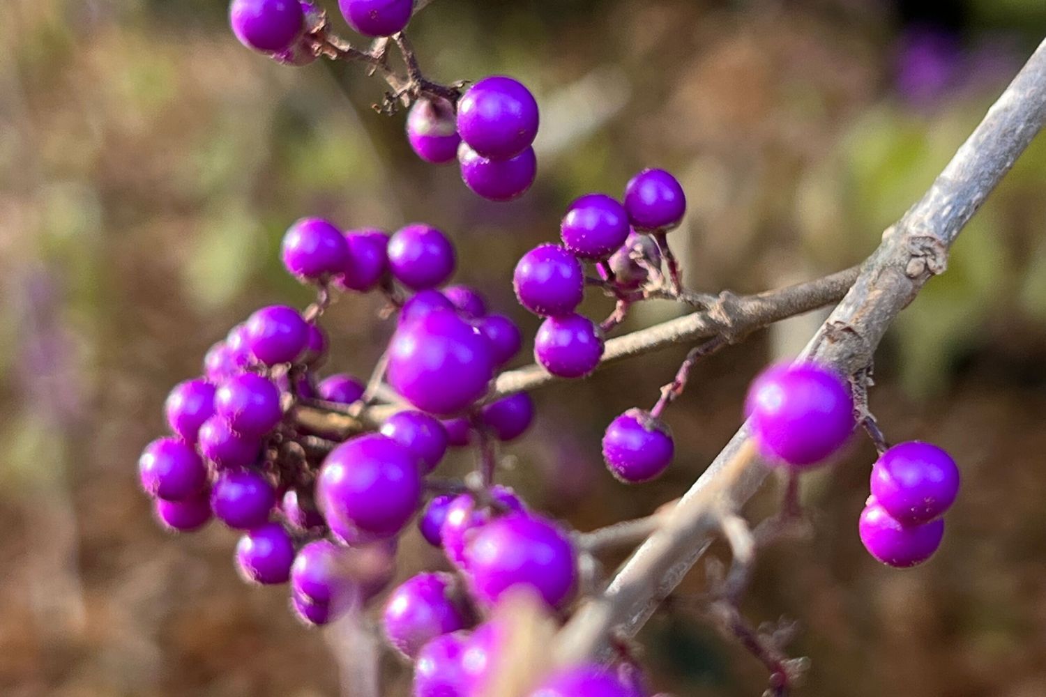 Beautyberry