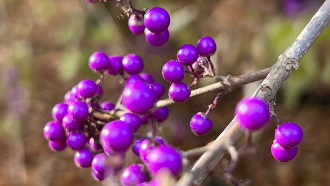 Beautyberry