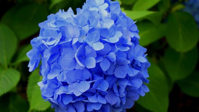 Beautiful bright blue blooming hydrangea.