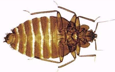 An illustration of the anatomy of  a bedbug