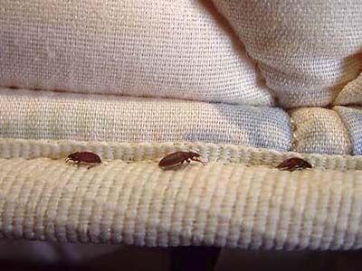 bedbugs crawling across some cloth