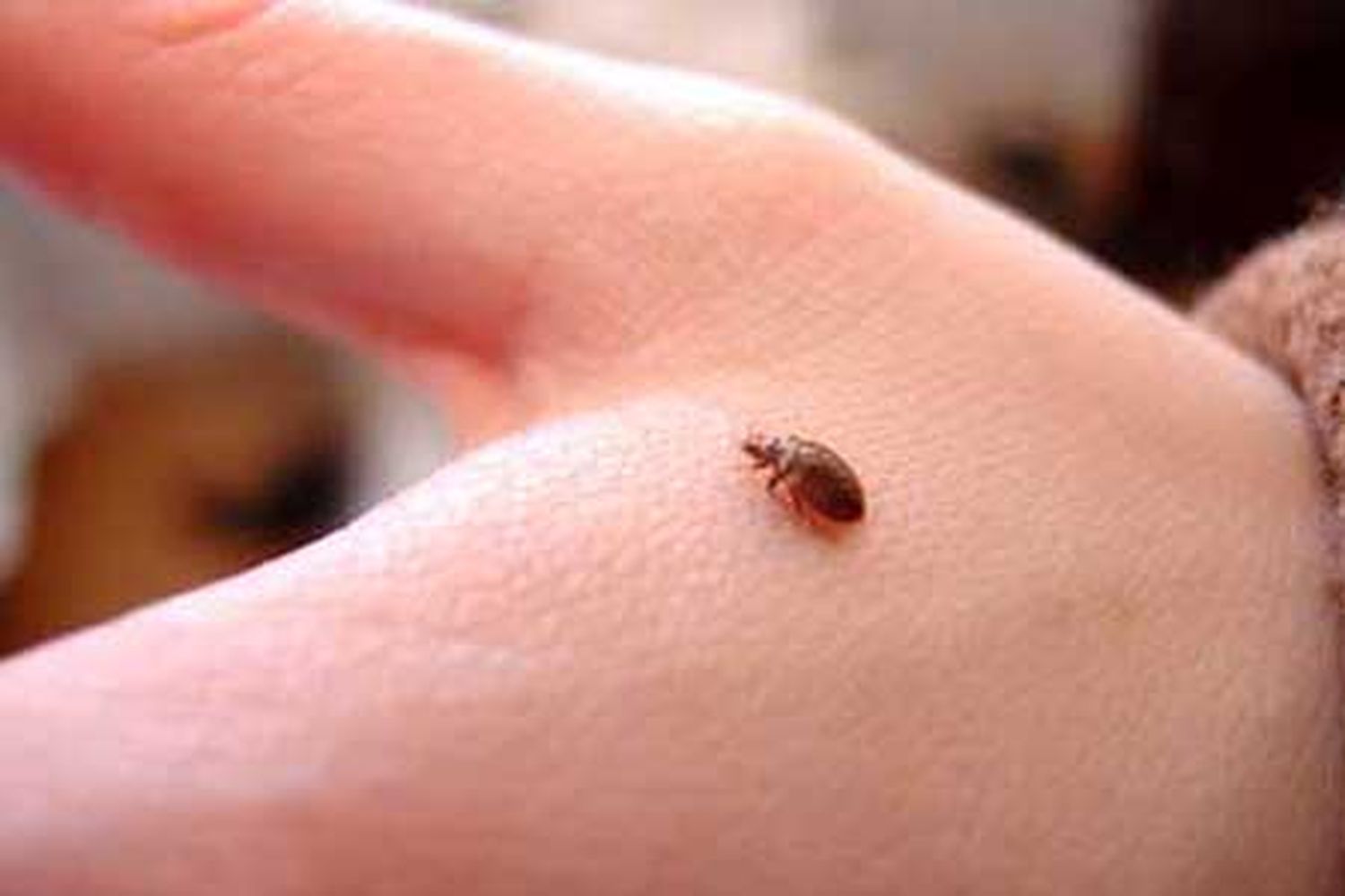 bed_bugs_x