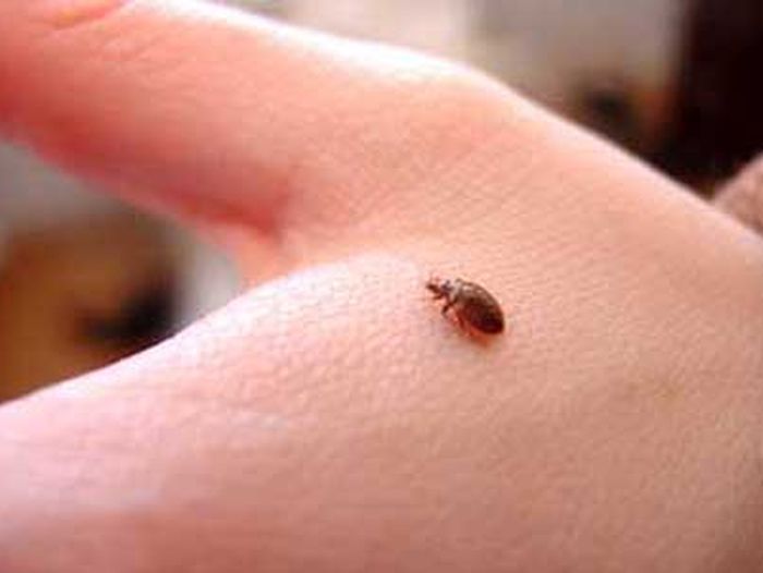 bed_bugs_x