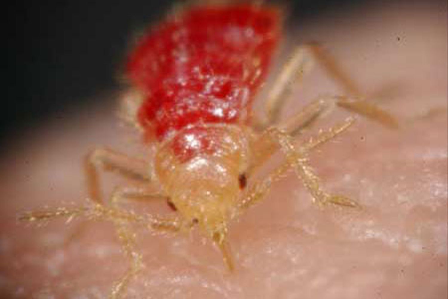 A close up image of a bedbug