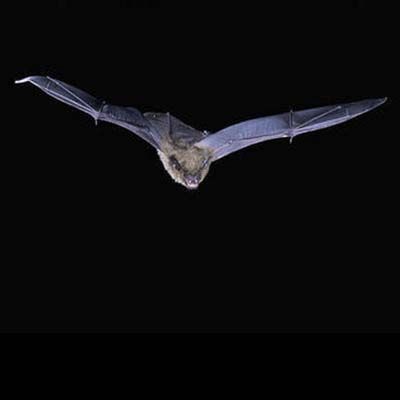 Big Brown Bat Flying