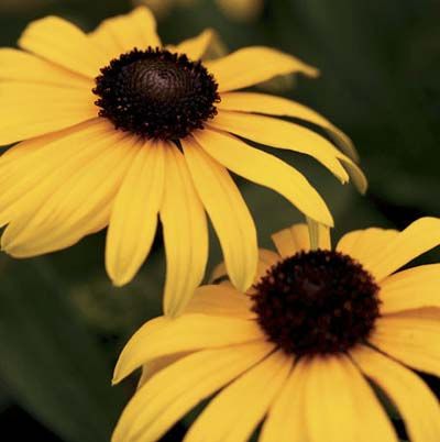 Image of a black-eyed susan, which is a great type of flower to have in a cutting garden