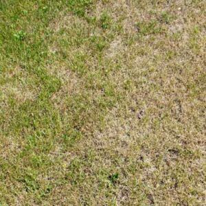 How To Deal With Common Lawn Problems From Grubs to Weeds - This Old House