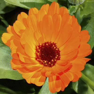 Image of a pot marigold, which is a great type of flower to have in a cutting garden