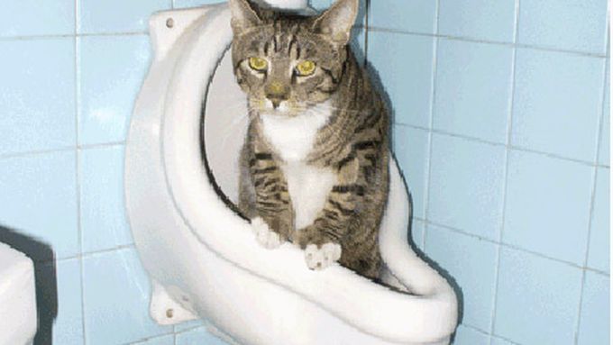 cat_in_urinal_x