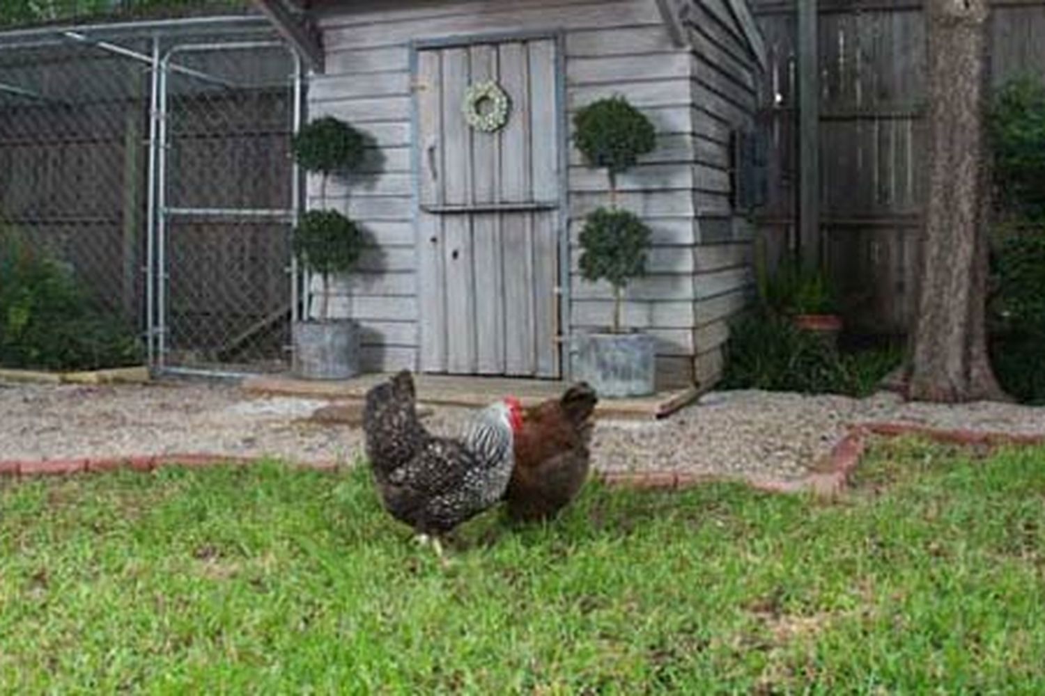 A chicken coop on a lawn.