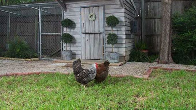 A chicken coop on a lawn.