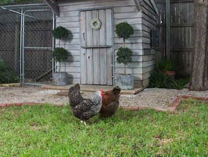 A chicken coop on a lawn.