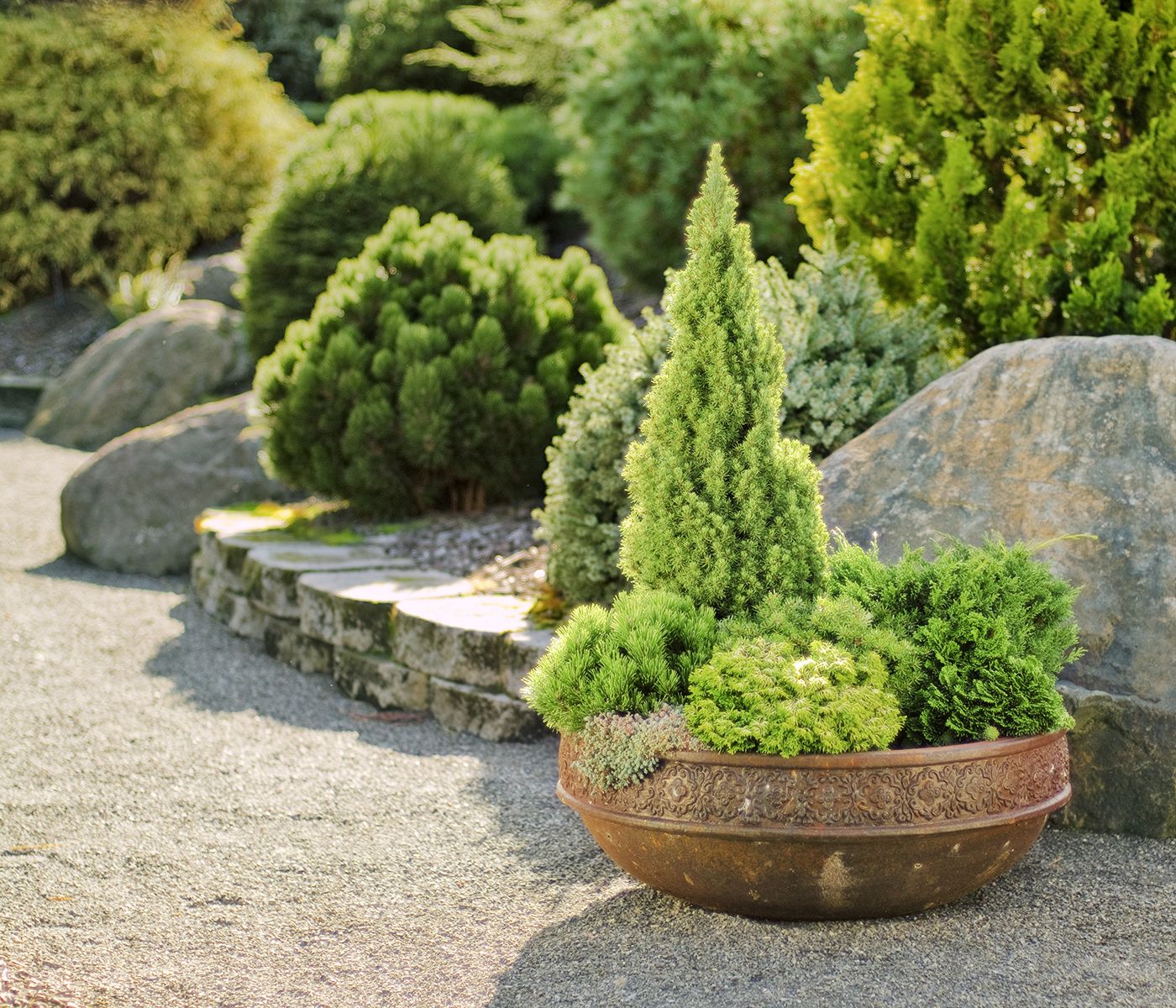 Large Zen Garden with Bonsai tree and small plant pots and drip