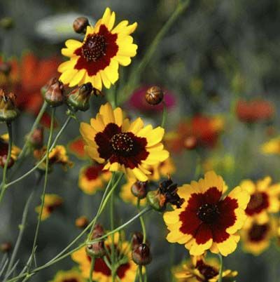 Image of calliopsis, which is a great type of flower to have in a cutting garden