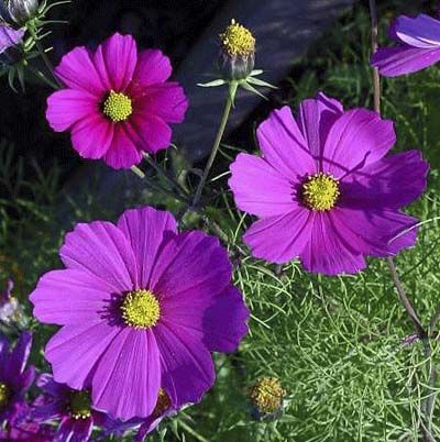 Image of cosmo flowers, which is a great type of flower to have in a cutting garden