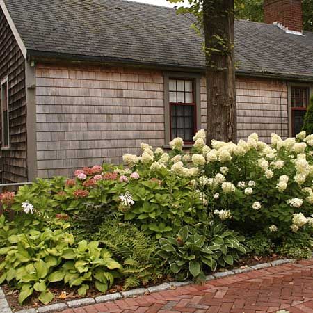 a shaded area for a cottage garden