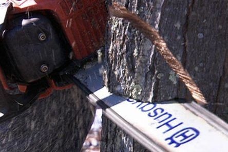 A chainsaw being used to cut through a tree