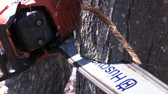 A chainsaw being used to cut through a tree