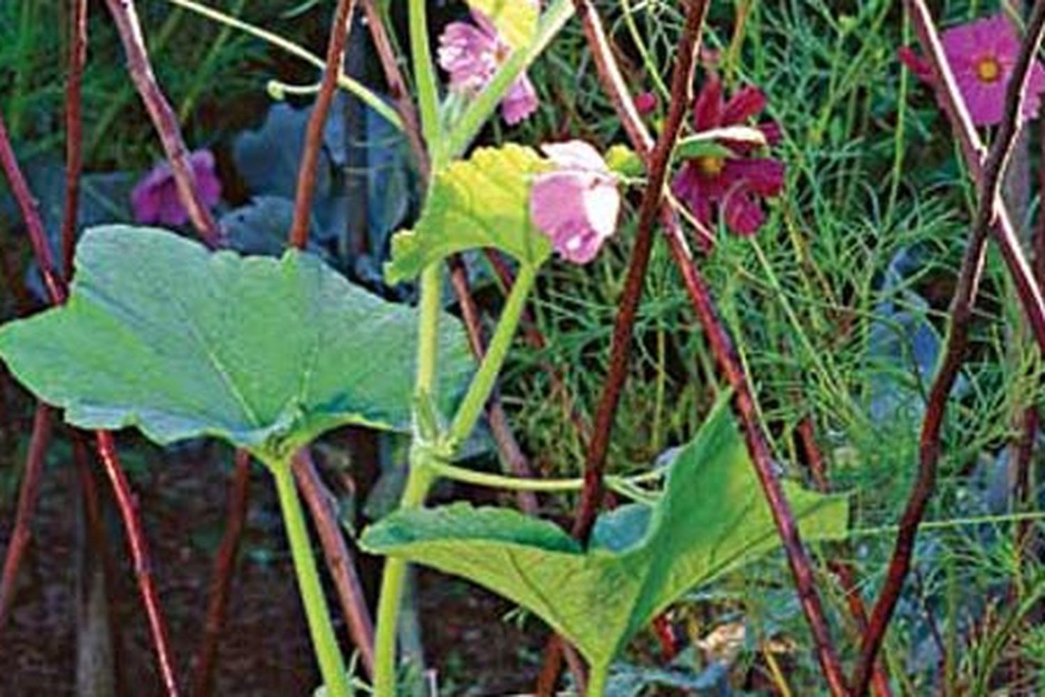 diamond_trellis_xl