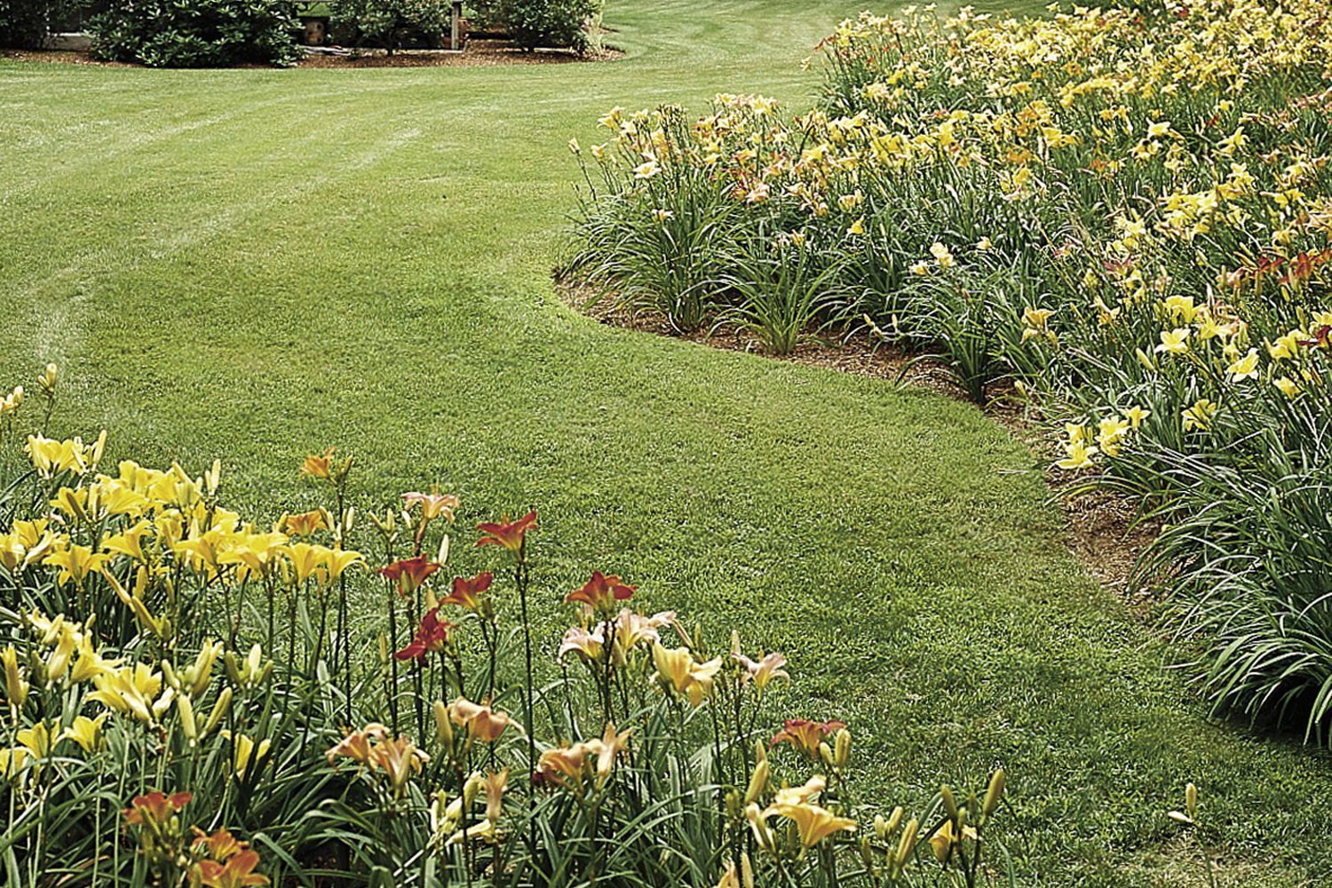A garden of divided daylilies in a backyard.