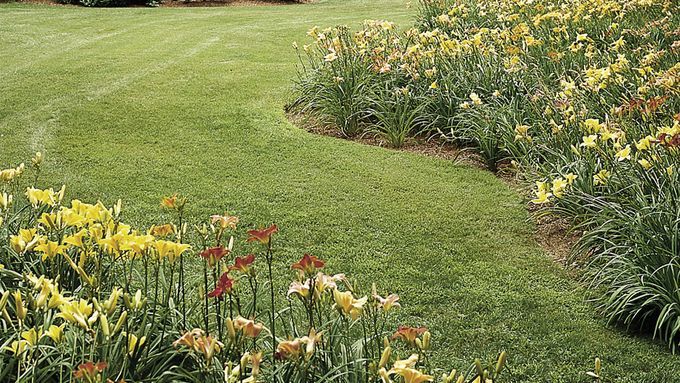 A garden of divided daylilies in a backyard.