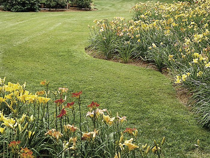 A garden of divided daylilies in a backyard.