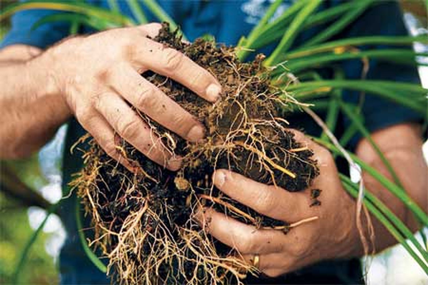 a perennial that has been divided