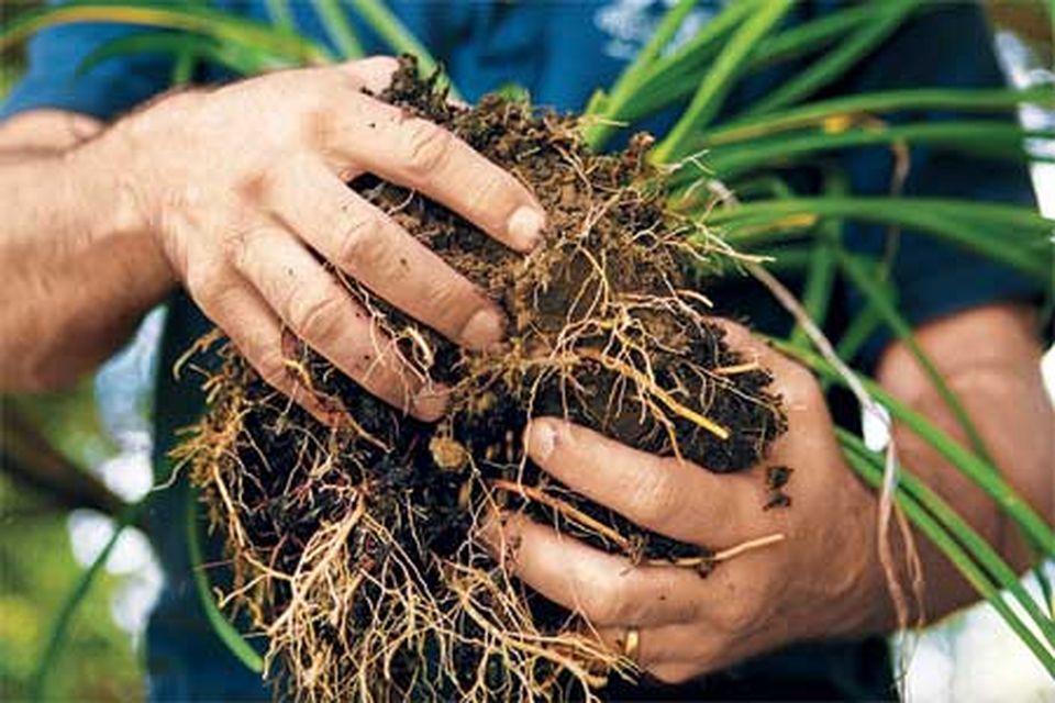 a perennial that has been divided