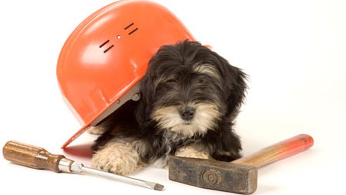 dog_and_tools_x