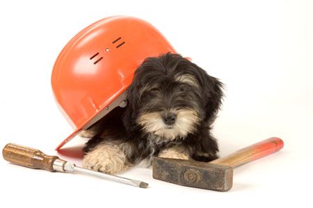 dog_and_tools_x
