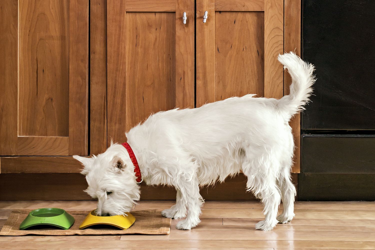 Dog standing on a hardwood floor