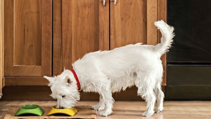 Dog standing on a hardwood floor