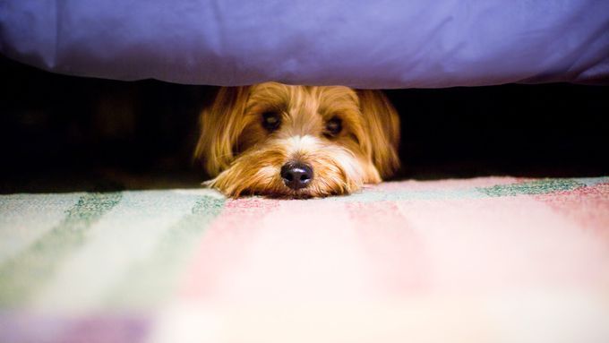 dog_under_bed