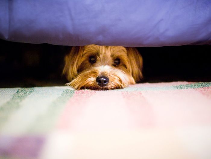 dog_under_bed