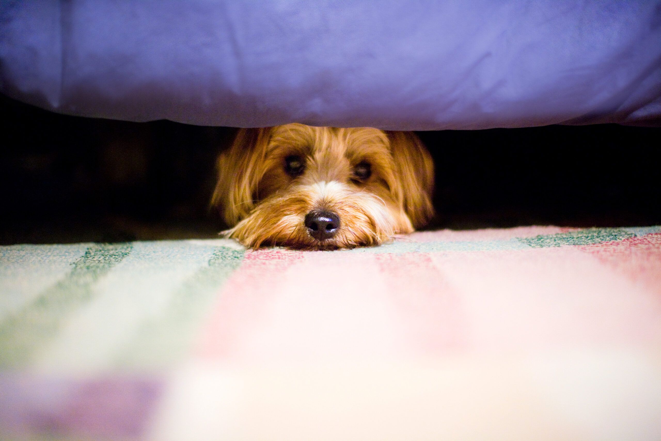 dog_under_bed