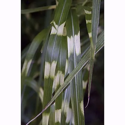 Zebra Grass