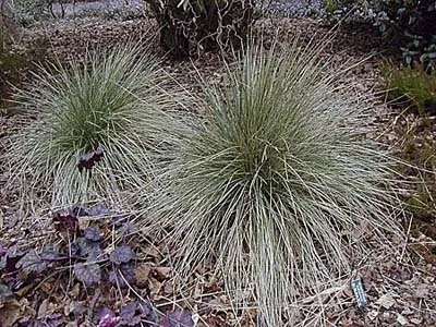 Blue Oatgrass