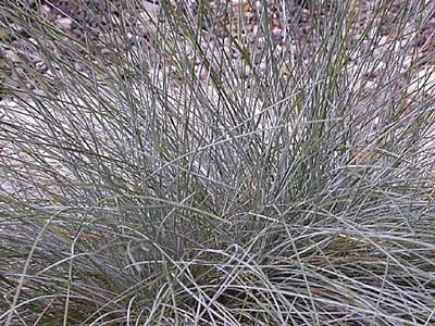 'Elijah Blue' Grass
