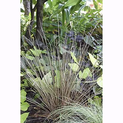 Leatherleaf Sedge Grass