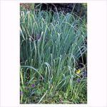 Drought-Resistant Ornamental Grasses - This Old House