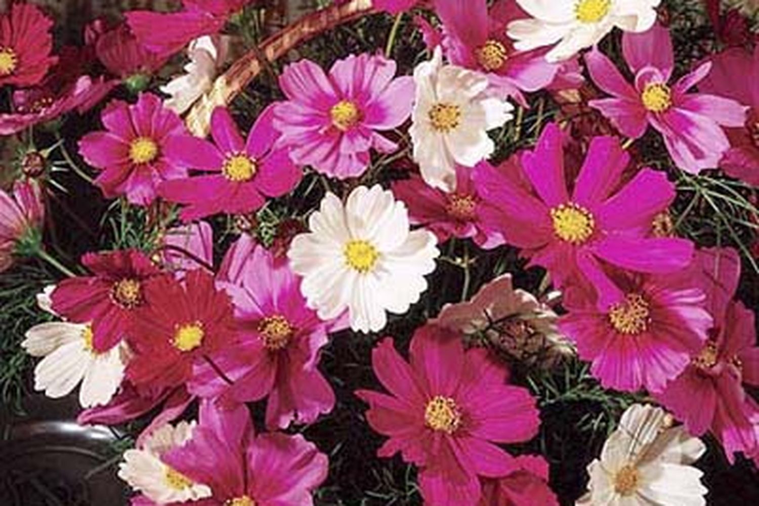 A set of pink and white drought resistant flowers