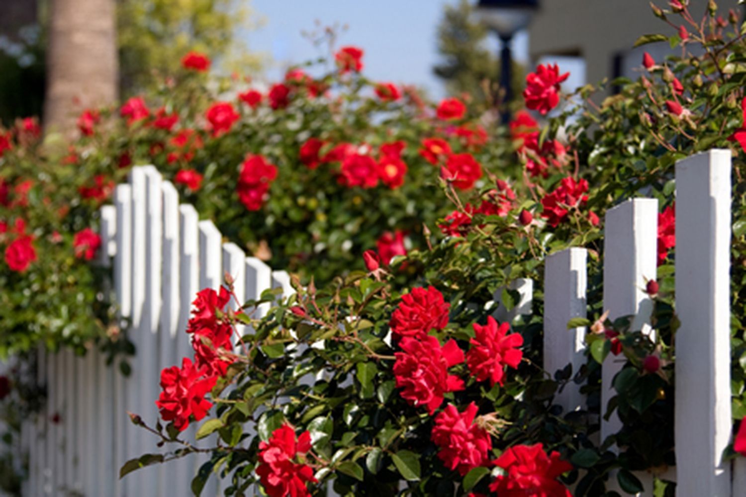 A set of easy care roses on a fence.