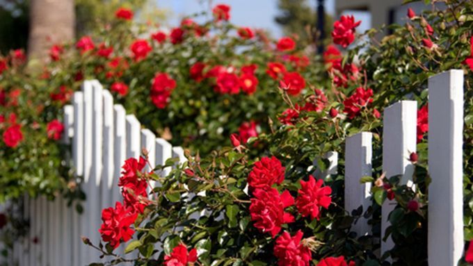 A set of easy care roses on a fence.