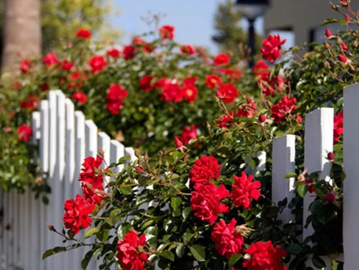 A set of easy care roses on a fence.