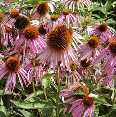 Image of a purple coneflower, which is a great type of flower to have in a cutting garden