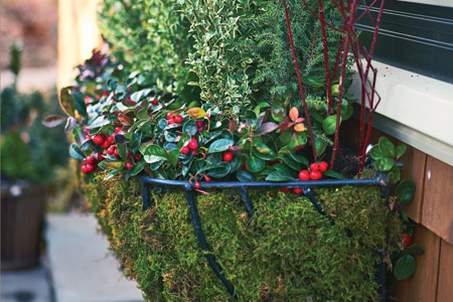 Hanging planters with cold weather plants