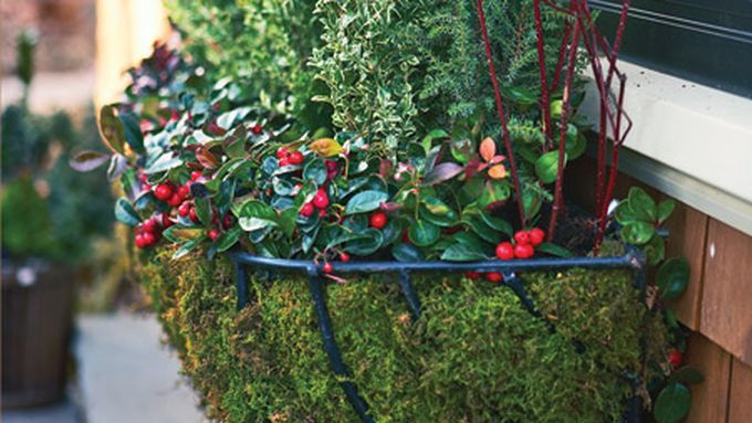 Hanging planters with cold weather plants