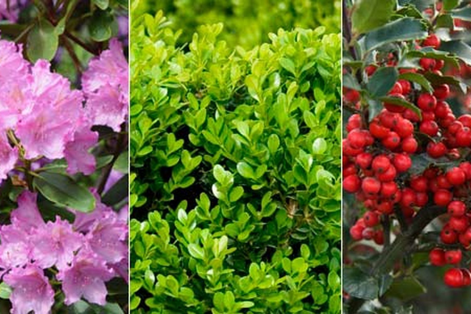3 different shrubs, from left to right, one is pink, the next is green, the third is red.