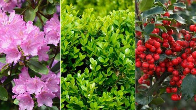 3 different shrubs, from left to right, one is pink, the next is green, the third is red.