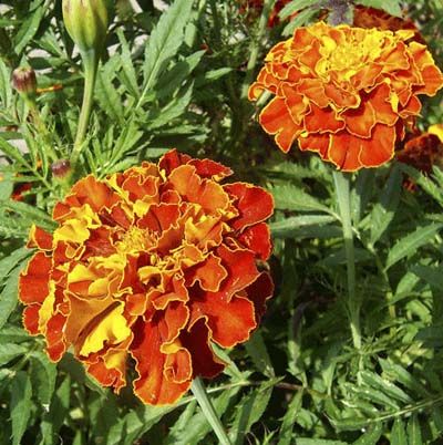 Image of a marigold, which is a great type of flower to have in a cutting garden